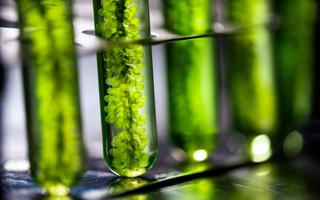 Blind man’s vision partially restored after algae gene therapy: study