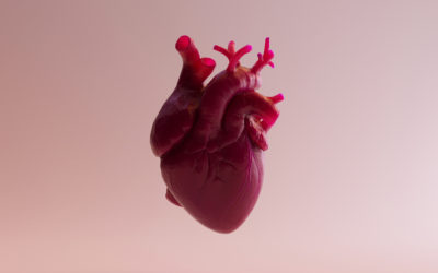 New gene therapy helps the heart repair itself after a heart attack
